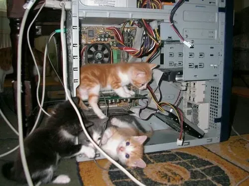 computer cats